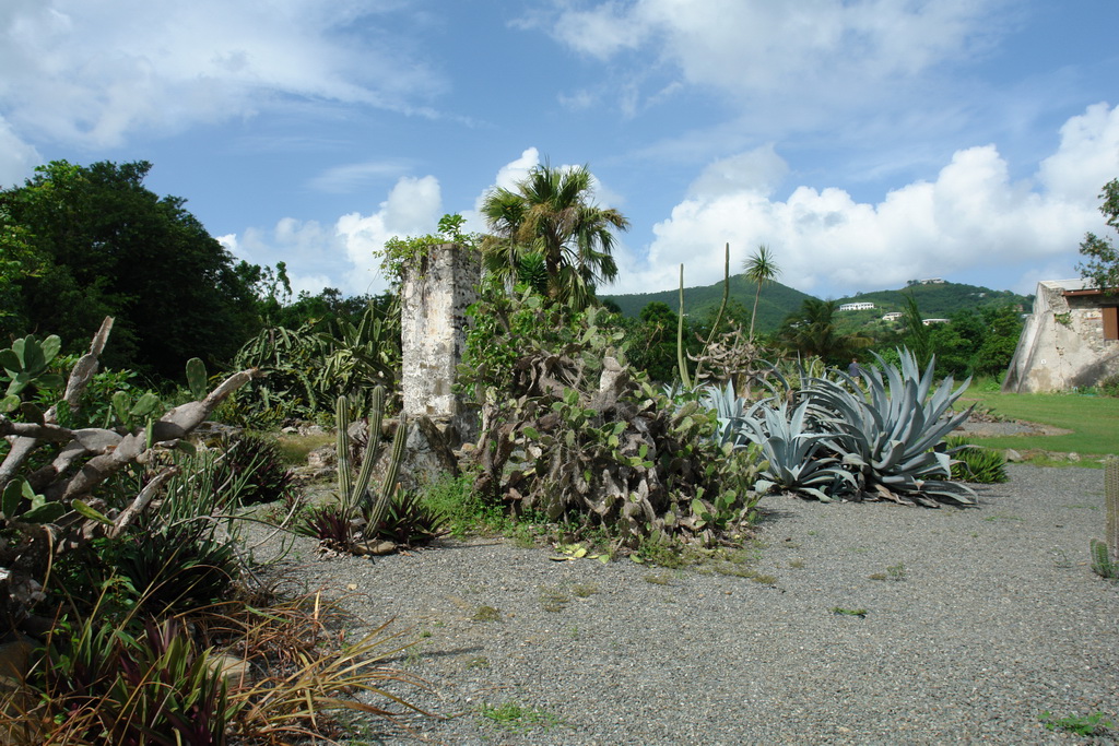Кактусовый сад - ботанической сад Сент-Крой (St. Croix).